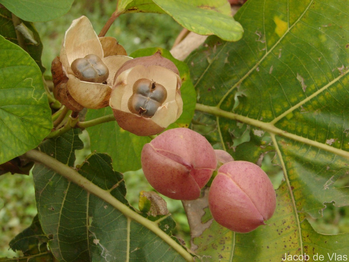 Operculina turpethum (L.) Silva Manso
